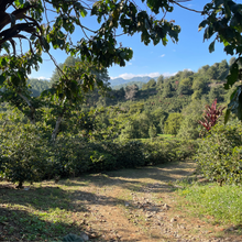 Upload image to gallery, Café San Lorenzo - Coban, Guatemala