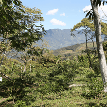 Upload image to gallery, Café Santa Fé Decaf - Chiapas, Mexico