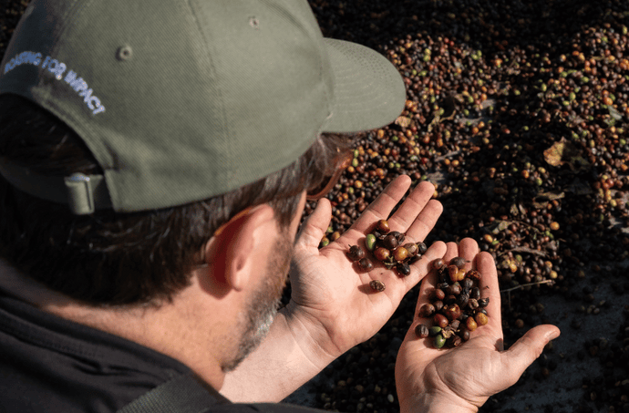 Conventional vs. fair-trade coffee: what are the real differences?