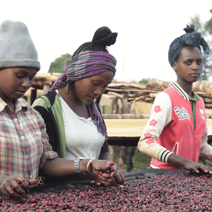 Fair Trade coffee Ethiopia: agroforestry meets the climate challenge