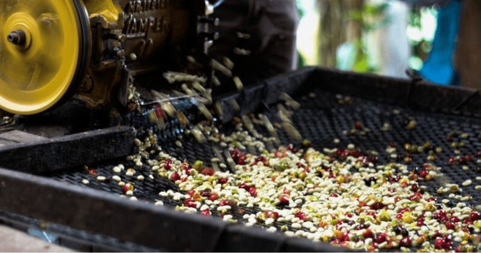 Why are coffee beans roasted?